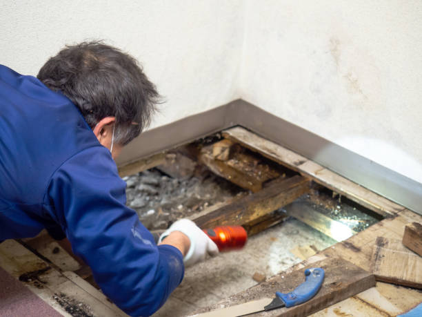 Best Mold Damage Repair  in Tremont, IL