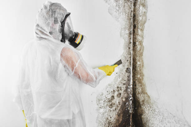 Best Emergency Mold Removal  in Tremont, IL