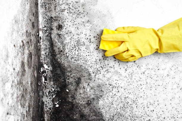 Best Black Mold Removal  in Tremont, IL