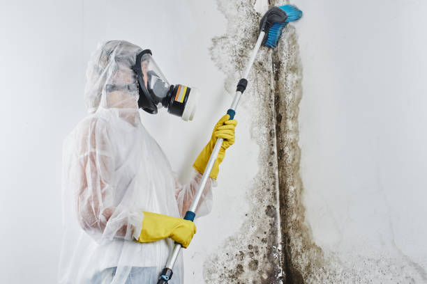 Best Emergency Mold Removal  in Tremont, IL