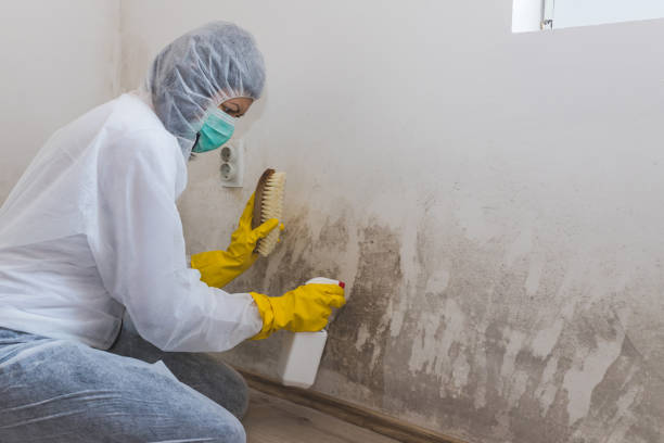 Best Commercial Mold Removal  in Tremont, IL