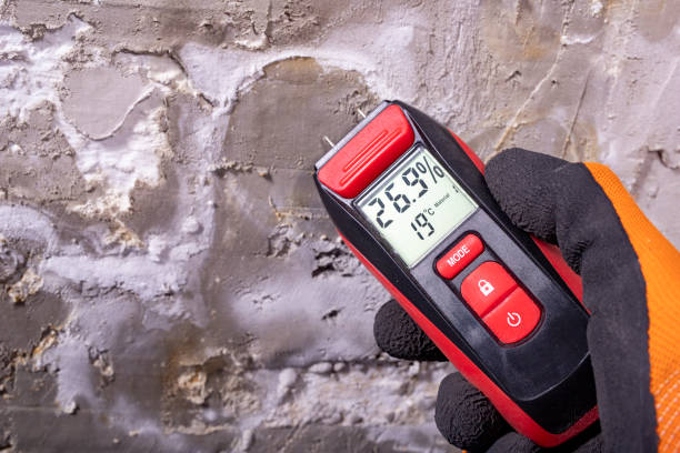 Best Local Mold Removal Service  in Tremont, IL
