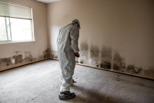 Best Mold Testing and Removal  in Tremont, IL