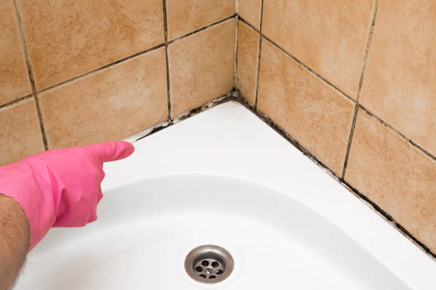 Mold Testing and Removal in Tremont, IL